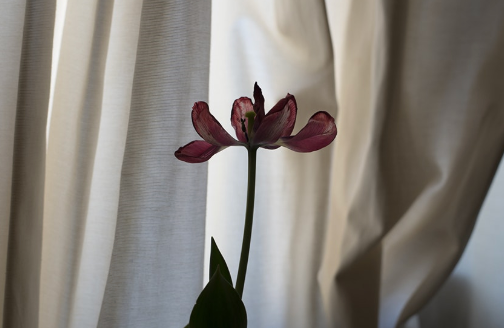 © Shahrzad Darafsheh. All rights reserved. Half-Light, 2015-2018