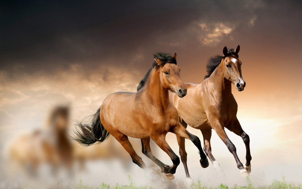 wild-horses-bulgaria